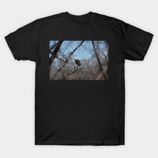 Bald Eagle T-Shirt